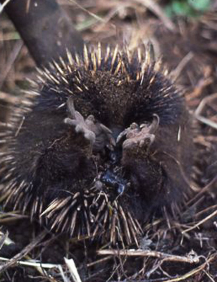 Backside view of an echidna
