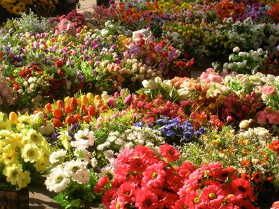 Dounan Flower Market