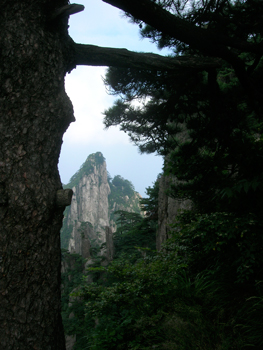 absurd rocks, strange pines